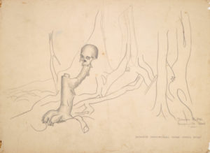 "Japanese skull, Bougainville" (Archives New Zealand)