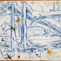 "Jungle Trees" (Archives New Zealand)