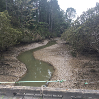View of the creek today: low tide and very overgrown with mangroves