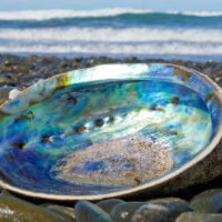 Paua shell